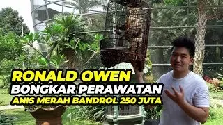 RONALD OWEN Bongkar Rahasia Perawatan Anis Merah CASSANOVA Bandrol 250 JUTA