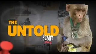 Born To Death | बंदर की ज़िंदगी की पूरी कहानी | Monkey Life Story in Hindi |  जन्म से बूढ़ेपन तक