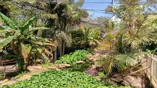 A walk around El Oct&oacute;gono semi-sunken garden in Palmetum of Santa Cruz de Tenerife (August 2024)