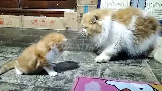 Ini yang terjadi ketika bapak kucing bertemu anak nya 