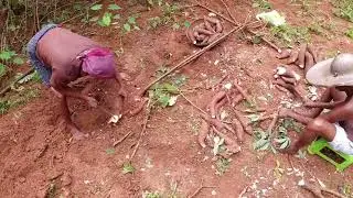 Monsoon Kappa Parikkal | Traditional Tapioca Harvest in Kerala