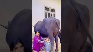 Kaam as daangar dhorr ka #manvisinghvlogs #shorts #haryanvi #newsong #desi