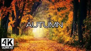 Autumn in Ultra HD: Vibrant Colors of the Season