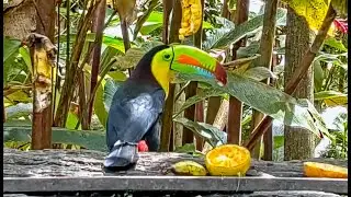 Keel-billed Toucan Takes a Break and a Bite on the Panama Platform | January 26 2023