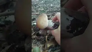 Hr&iacute;b smrekov&yacute;. #fungi #huby #hriby #houby #funghi #grzyby #grzybobranie #dubaky