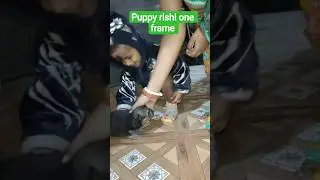 puppy rishi one frame #puppy #ytshorts #video #viral #labrador #dogchild