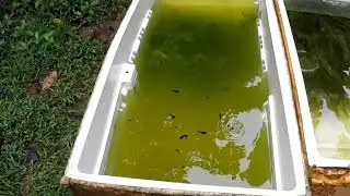 Balloon Molly | Project Breeding Update