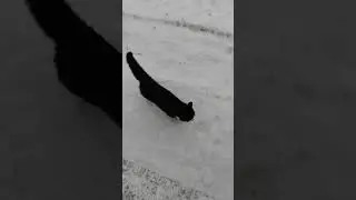 Дорога домой из магазина 🐈‍⬛🐈🐈‍⬛
