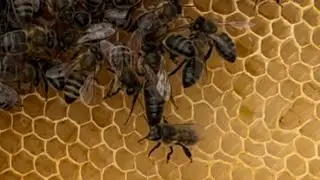 🐝L&rsquo;Essaimage venait d&rsquo;ailleurs 🐝   Abeilles Noires👍