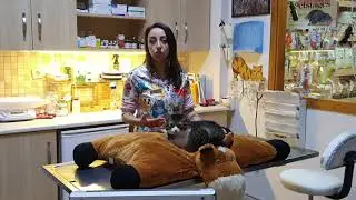 Kedi ve köpek corona virüsü insana geçer mi? Vet.Hek.Gizem Taktak Bruhn