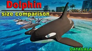 Dolphin Size Comparison🦈🐬  Which Dolphin is the biggest?