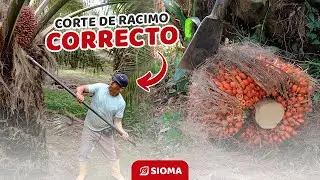 OPTIMIZA tu PRODUCCI&Oacute;N de PALMA de aceite con el correcto CORTE del racimo