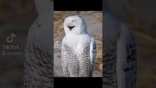 Laughing owl