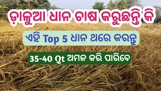 Top 5 ଧାନ ଡ଼ାଳୁଆ ଚାଷ ପାଇଁ🌾Top 5 Paddy Seed🌾ଡ଼ାଳୁଆ ଧାନ ଚାଷ🌾#farming #paddyseeds #paddy #kisan #farmer