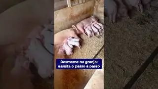 Venha acompanhar um dia de desmama na Granja Peru de Su&iacute;nos #suinocultor #animal #pig #porco