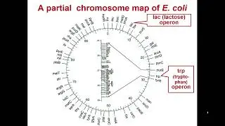 13:20-14:50 BACTERIAL  GENETICS