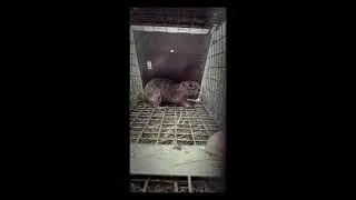 Releasing a Ground Squirrel from a Live Trap #shorts #youtubeshorts