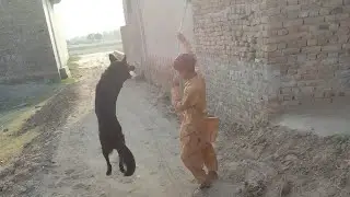 GSD Catch the ball training