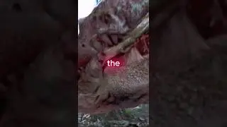 5 DEATHS we'll NEVER FORGET in the JURASSIC PARK franchise