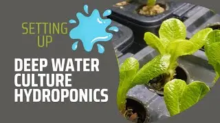 Deep Water Culture Hydroponics Overview and Setup