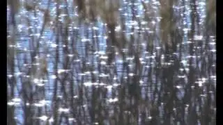 Reportatge Delta del Llobregat. Aturem Eurovegas