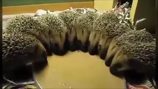 Funny videos 2016 - Try Not To Laugh Or Grin - Challenge Impossible - Funny pranks || FUNNY ARMY