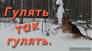 Гулять так гулять😊 #нейя #немецкая овчарка #прогулка #germanshepherd #neya #овчарка #dog #walk