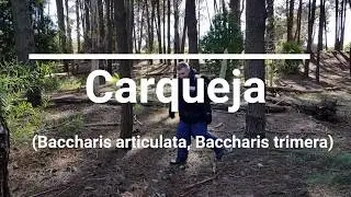 Carqueja (Baccharis trimera, Baccharis articulata)
