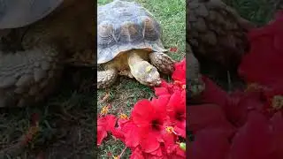 Sulcata Tortoise Eating Hibiscus Flowers | Crunchy Animal ASMR | Libya the Dinosaur | #shorts