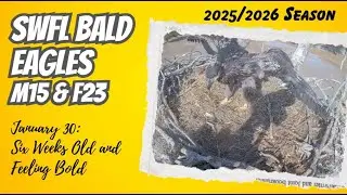 Six Weeks Old & Feeling Bold | SWFL Eagles Nest M15 & F23 (1/30)