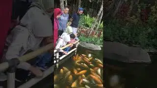 Jizam kasih makan ikan