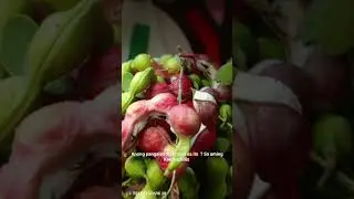 Kamantsilis April Bloom #provincelife #fruits #fruit #april #harvest
