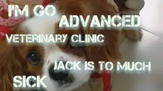 Check Up for jack advanced veterinary clinic