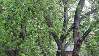 কপিরাইট ফ্রী- COPYRIGHT FREE - Bristi ar Bojropaat- Music, Rain and Thunder