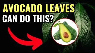 9 Powerful Reasons Why You Need to Drink Avocado Leaf Tea! (Secret Benefits Revealed)