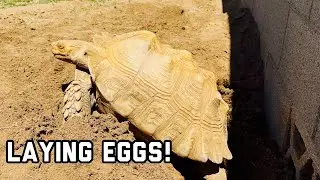 Что нужно знать о яйцах черепах 🥚 | Признаки готовности к несению и как я их готовлю