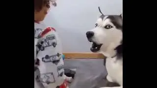 angry dogs compilation 2021 Try to not laugh