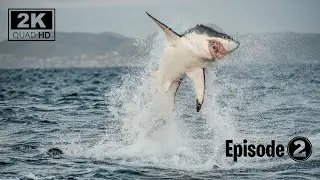 Unveiling the Secrets of the Great White Shark  ||  Myths, Hunting Strategies, and Conservation