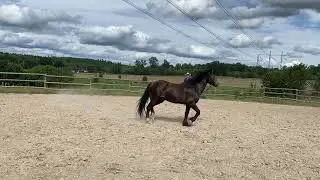 Hearts & Horses Horsehack - Helping a nervous and tense horse to relax in the arena from the ground!