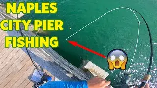 I CANT BELIEVE I CAUGHT THIS FISH OFF A PIER**NAPLES PIER**