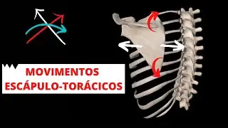 MOVIMENTOS ESCÁPULO-TORÁCICOS - LÉO ALVES