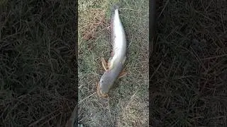 పెద్ద వాలుగా పడ్డది🐟🐟 #trendingshorts #warangalkathalu #viralvideo #fishingvideo #fishing #catfish