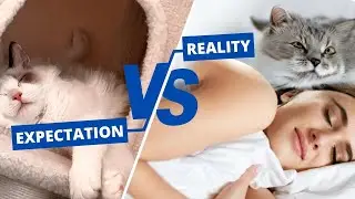 Expectations vs Reality and Misconceptions about Cats