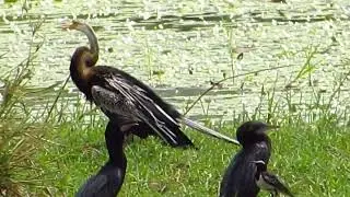ORIENTAL DARTER
