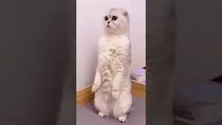 Cat cake cutting. All cat shock. #shorts #short #cutecat