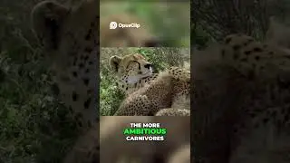 Serengeti Drama  Cheetah's Hunt, Hyena's Threat, Survival! #ai #animalbattle #deadly#nature#predator