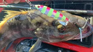 There's a good one!  |  Sand Bass fishing  |  San Diego Bay, CA