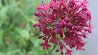 Rode Spoorbloem (Centranthus ruber) - 2015-08-01