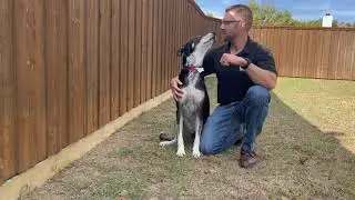 Element Donates to Texas Animal Shelters