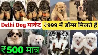 Dog shop near me in Delhi Ncr 2026 | Best dog shop | All dog puppies available 